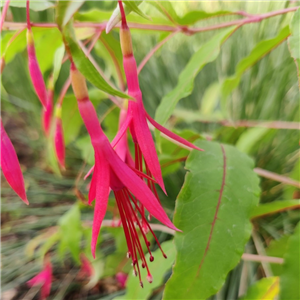 Fuchsia Regia Pb10487